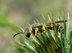 Cerceris arenaria